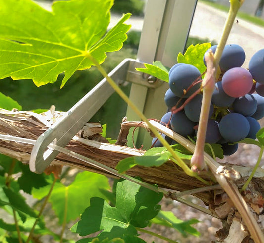 Traubenhaken aus Aluminium, der eine Weinrebe mit Trauben führt